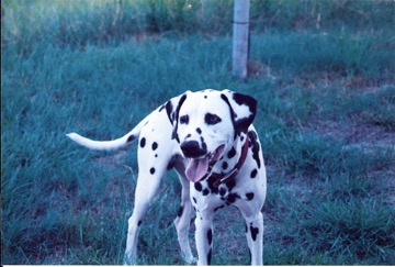 Picture of Dalmatian